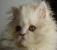 Gato 2.jpg